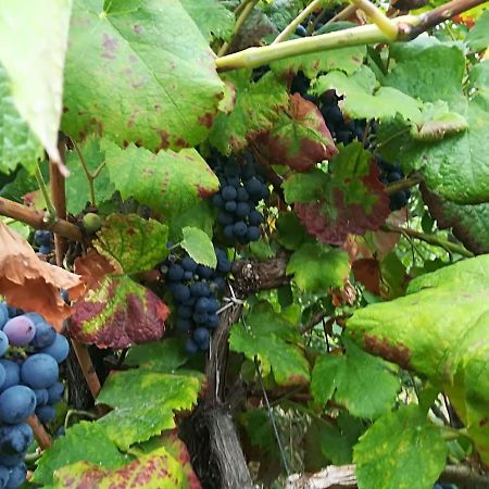 Quinta Das Rossadas Cinfães Eksteriør bilde